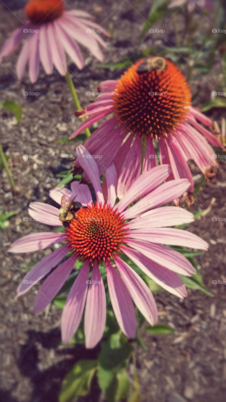 Bees N' Flowers