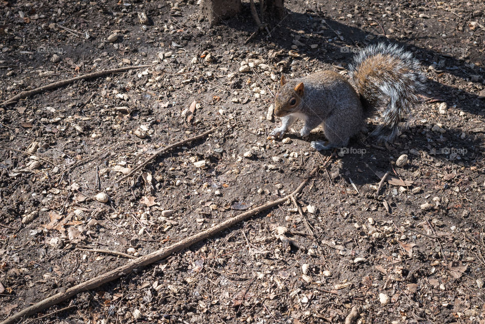 A squirrel of Central Park in New York 