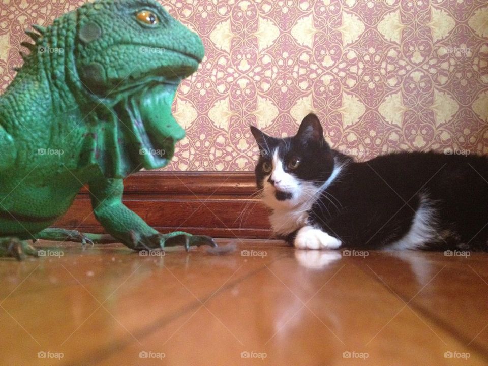 Cat and iguana