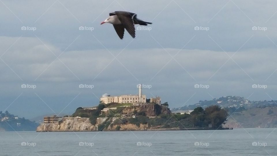 Alcatraz