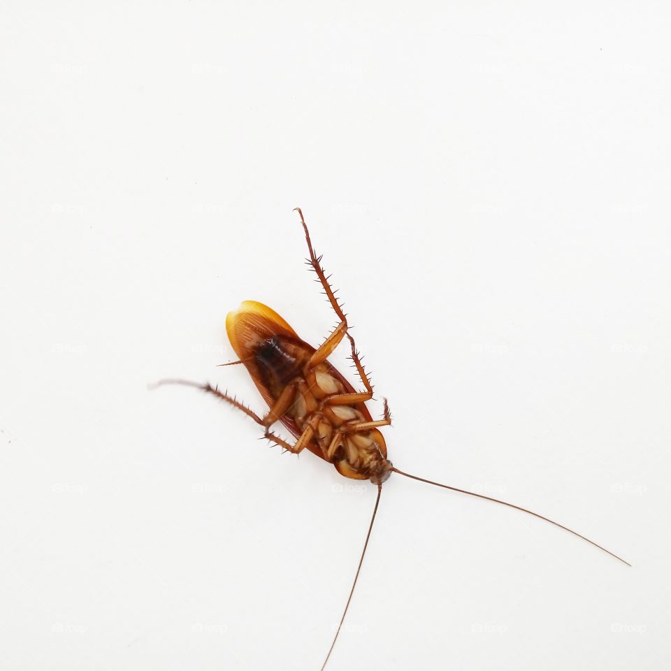 a dead cockroach