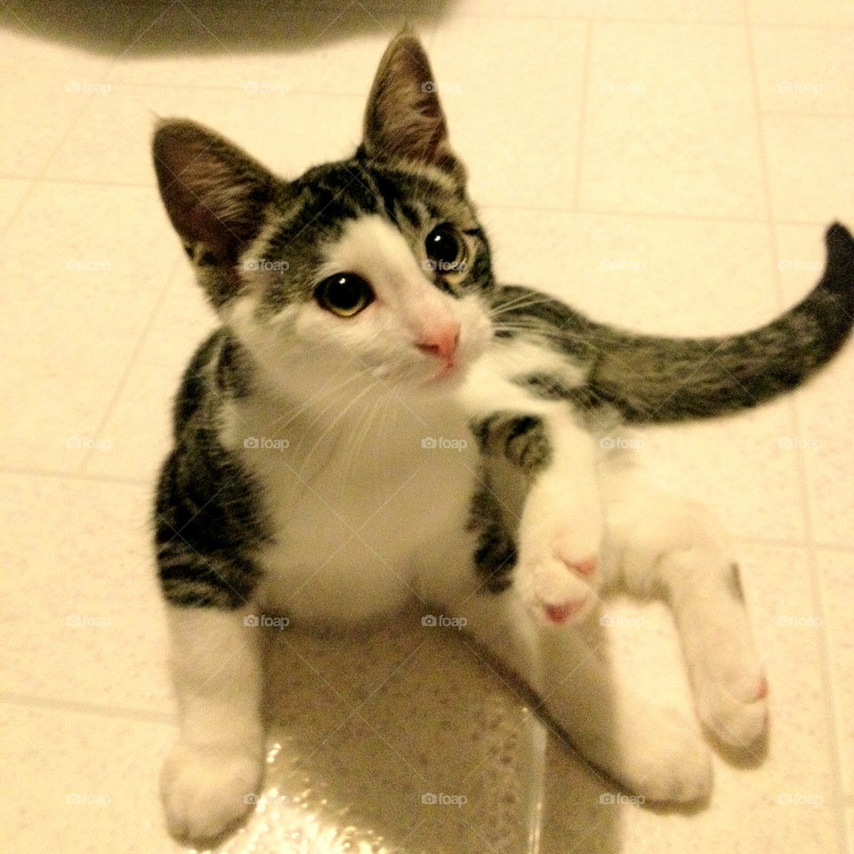 cute eyes kitty adorable by stykellee