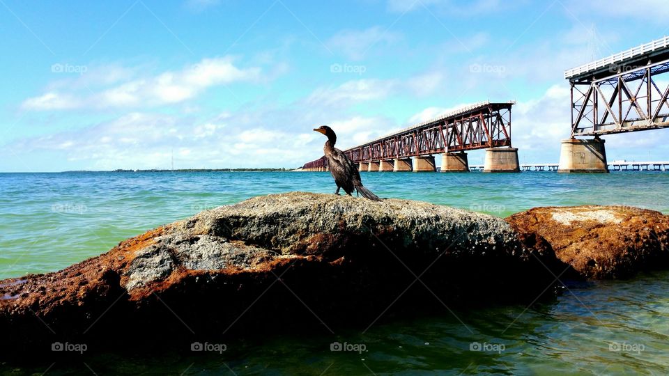 The Bird of Bahia Honda