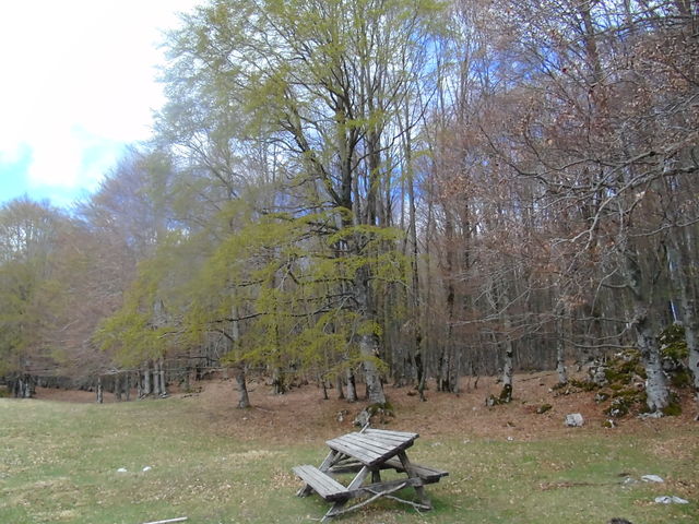 Pic nic