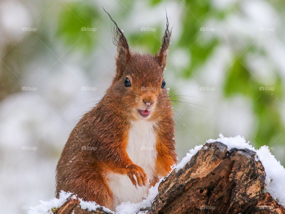 Red squirrel in snowy April with tongue out