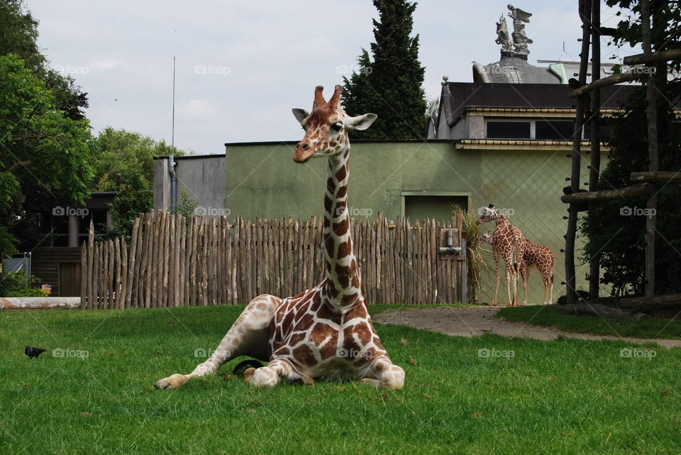 Giraffe at Blijdorp Zoo, Rotterdam
