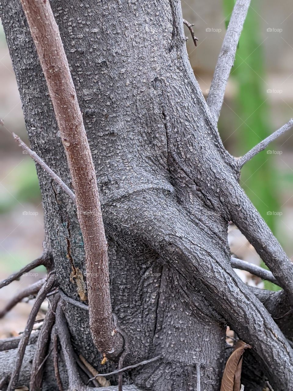 ficus tree trunk