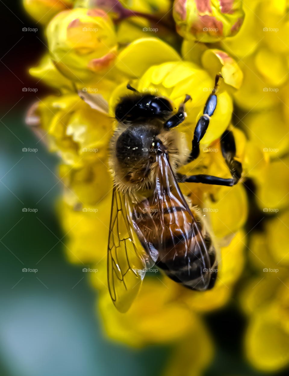 hardworking bee 🐝