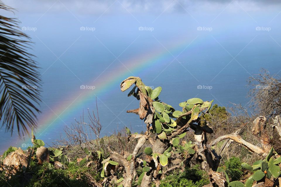 Rainbow over the atlantic ocean in front of cactus