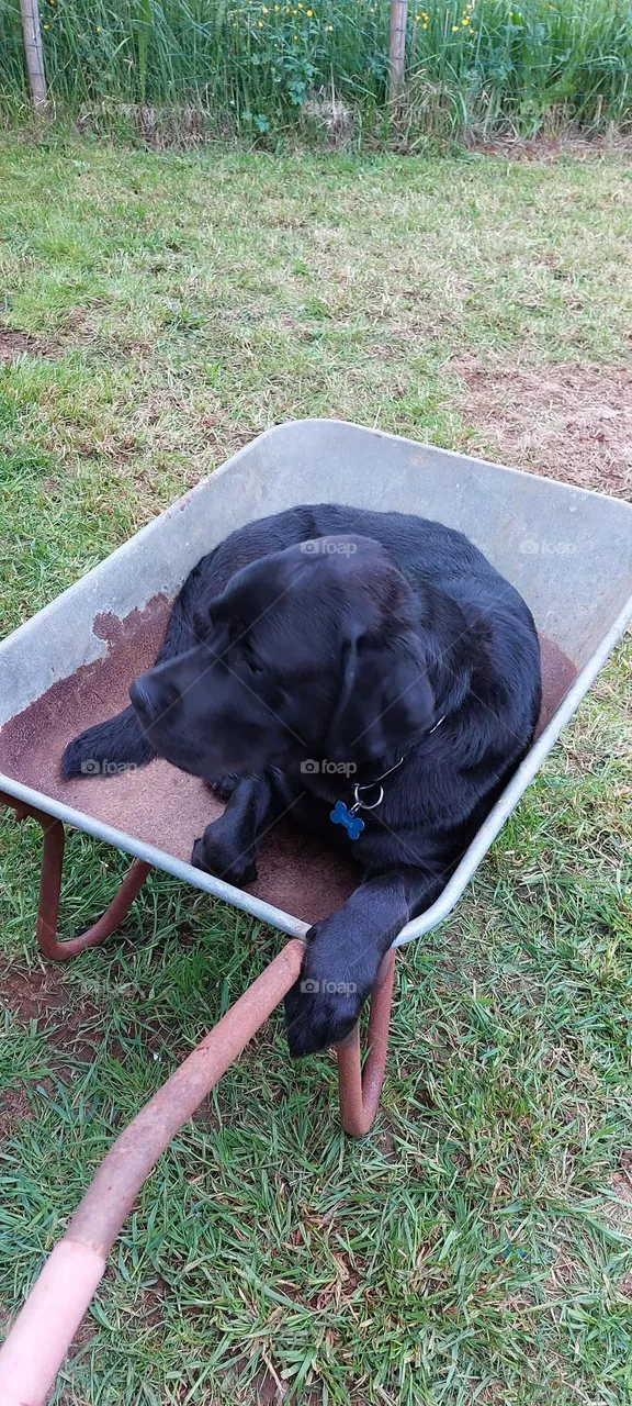 Black pet labrador dog relaxing in wheelbarrel at home in garden outside