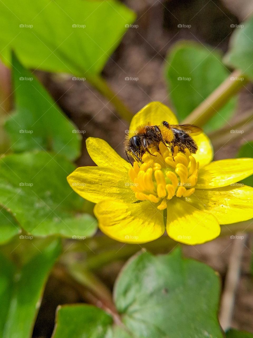 springtime macro shot of a bee gathering nectar from a bright yellow blossom