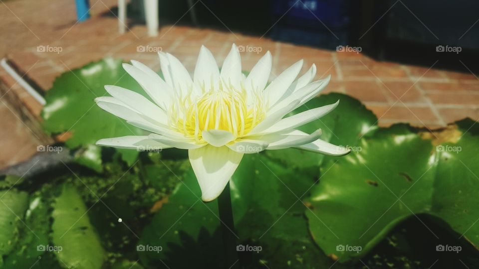 Flower lotus closeup background.