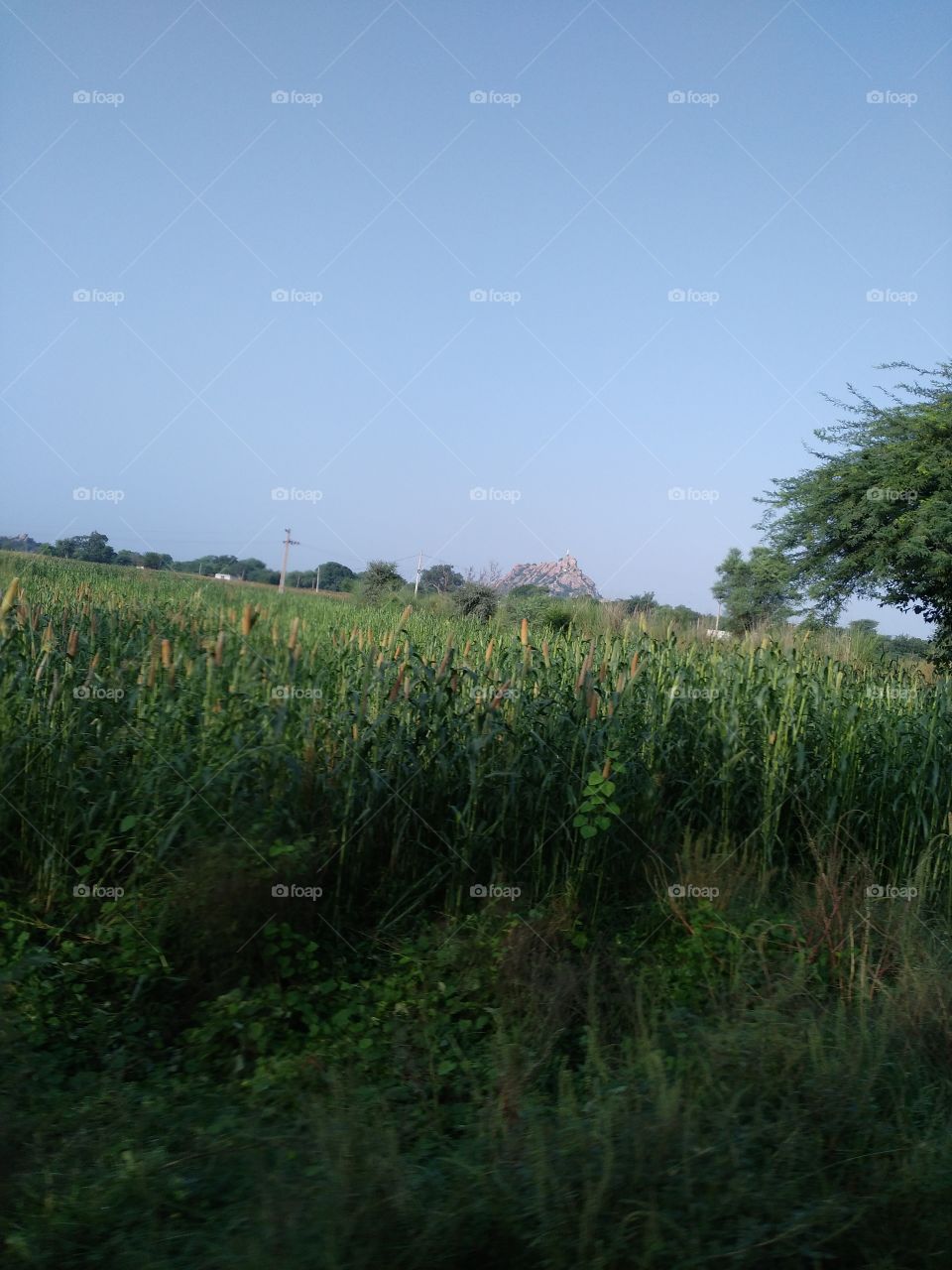 Scenics view of field against clear sky