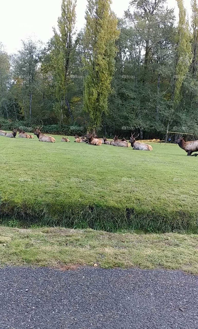 Elk