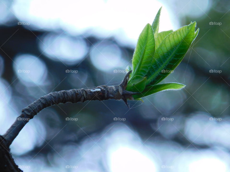 Palanquin at winter season or new born sprout of tree having blurred bookeh effects background.