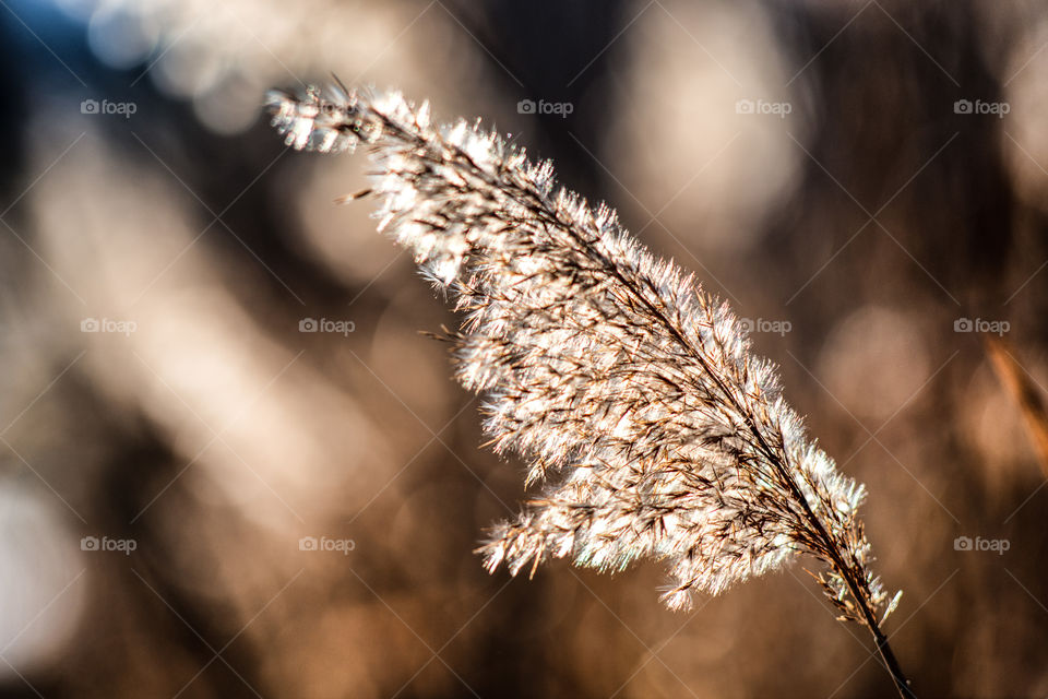 Close-up of stalk of grass