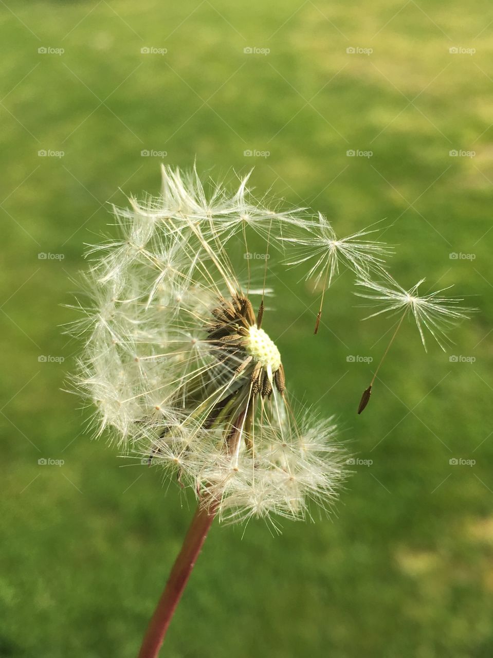 Close-up of a dandelion