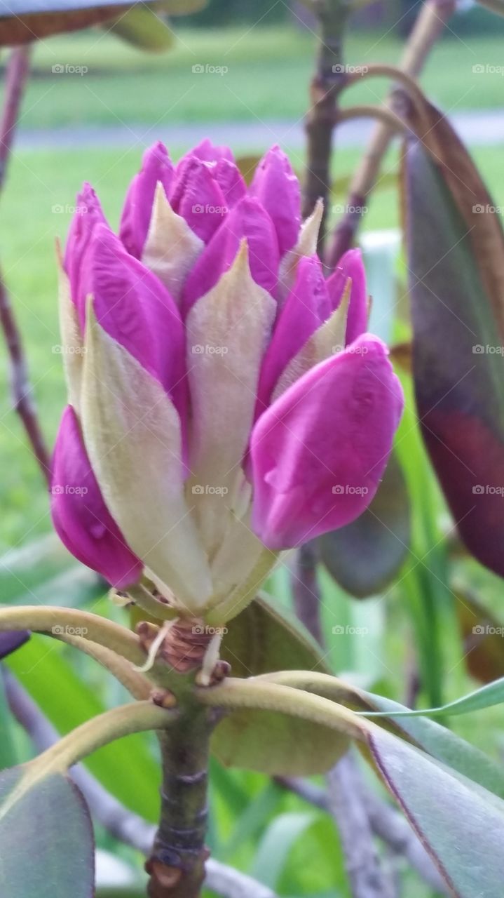 Purple in bloom