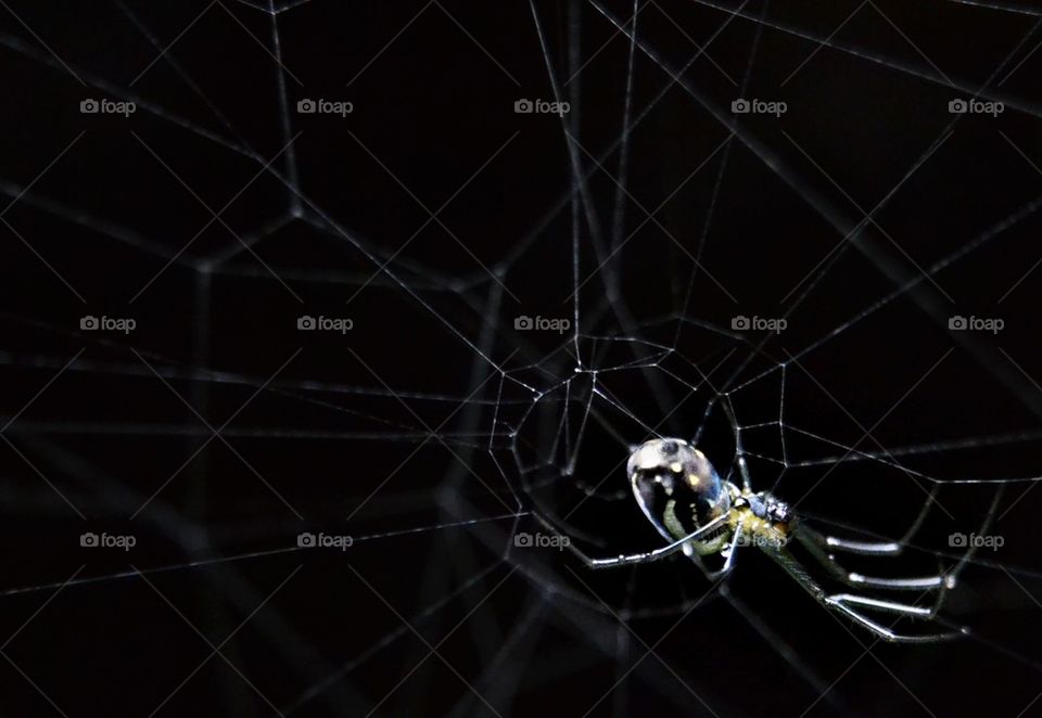 Spider on spider web