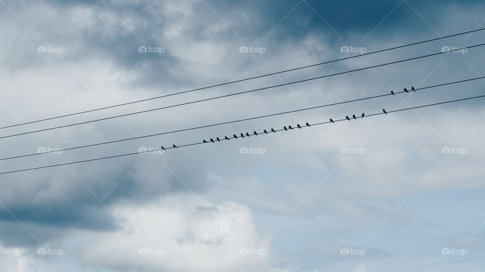 birds on a wire