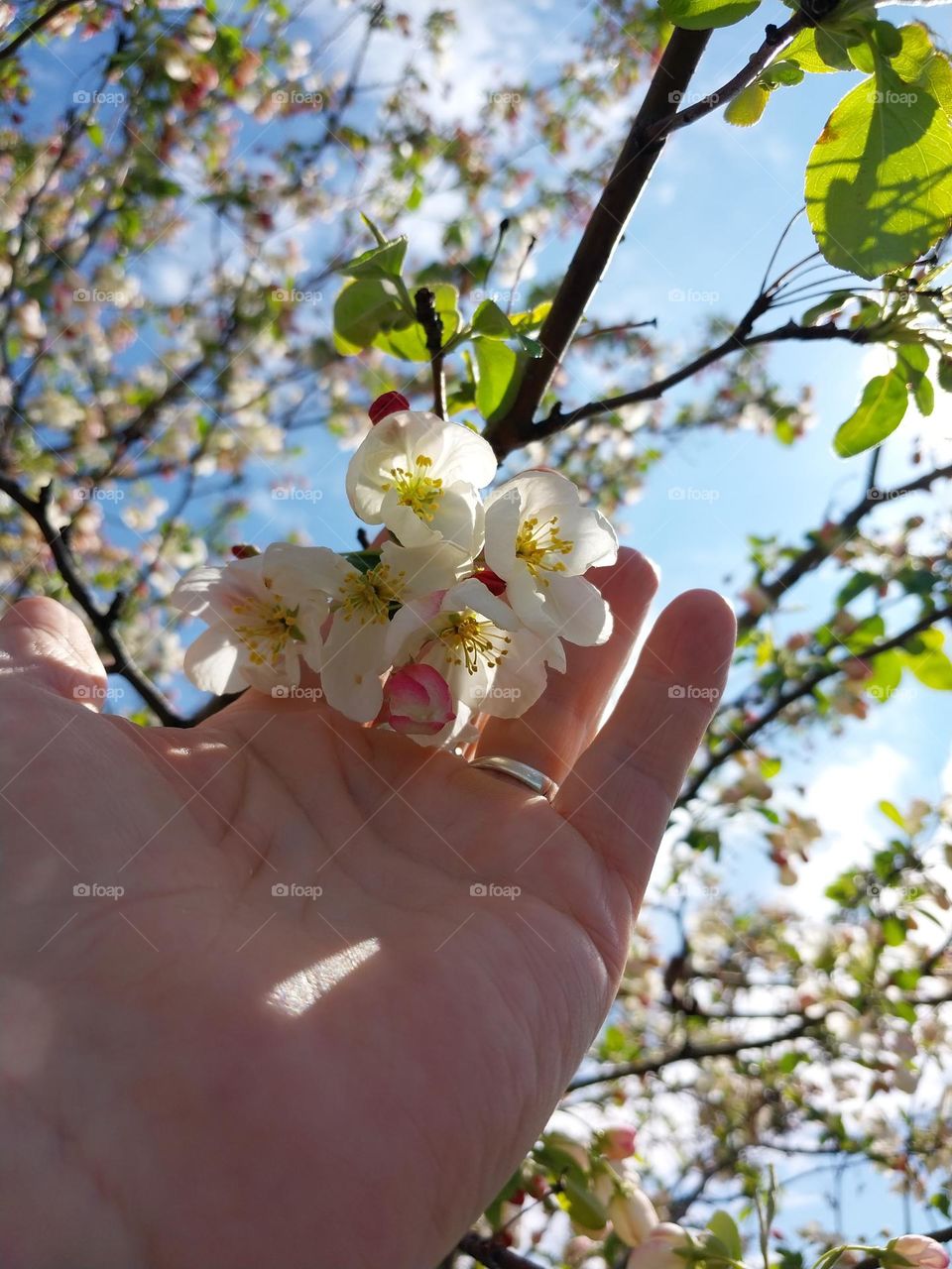 Handful of Spring Blossoms