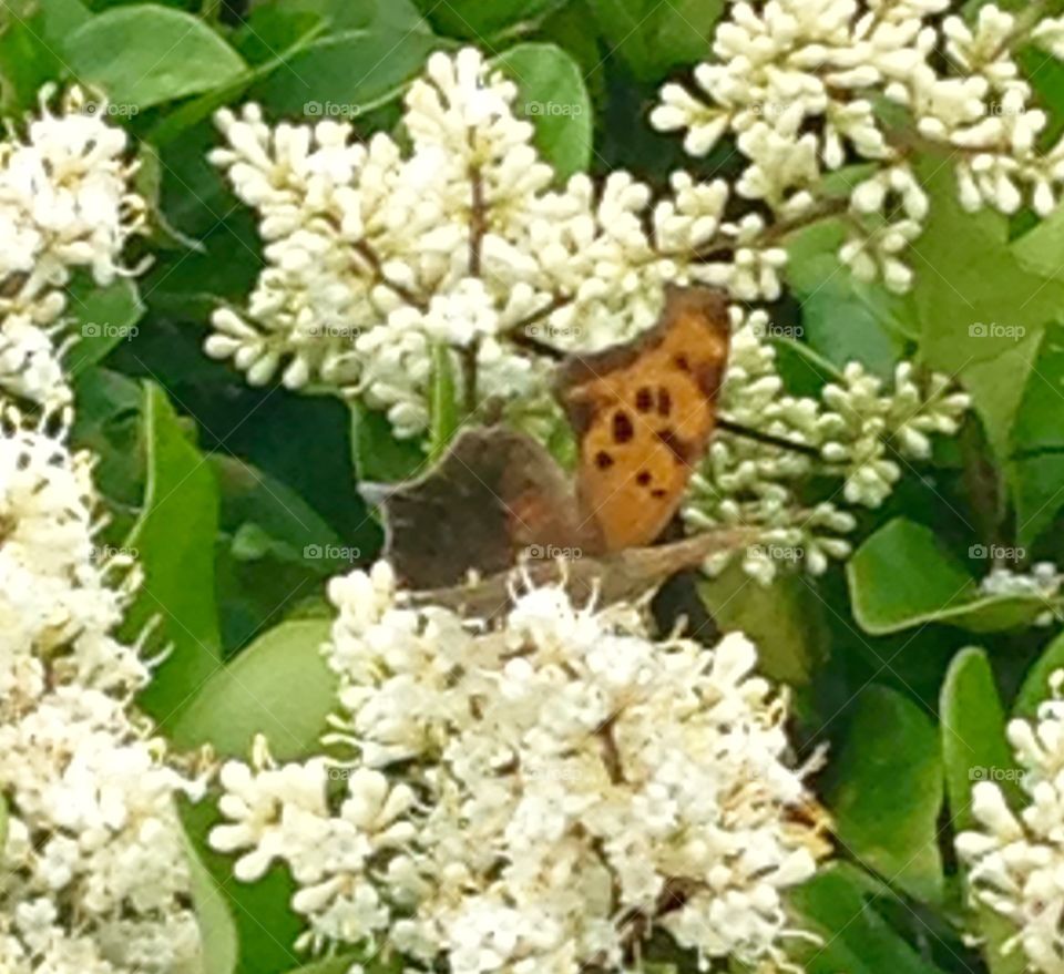 Butterfly in flowers. Butterfly in bushes 