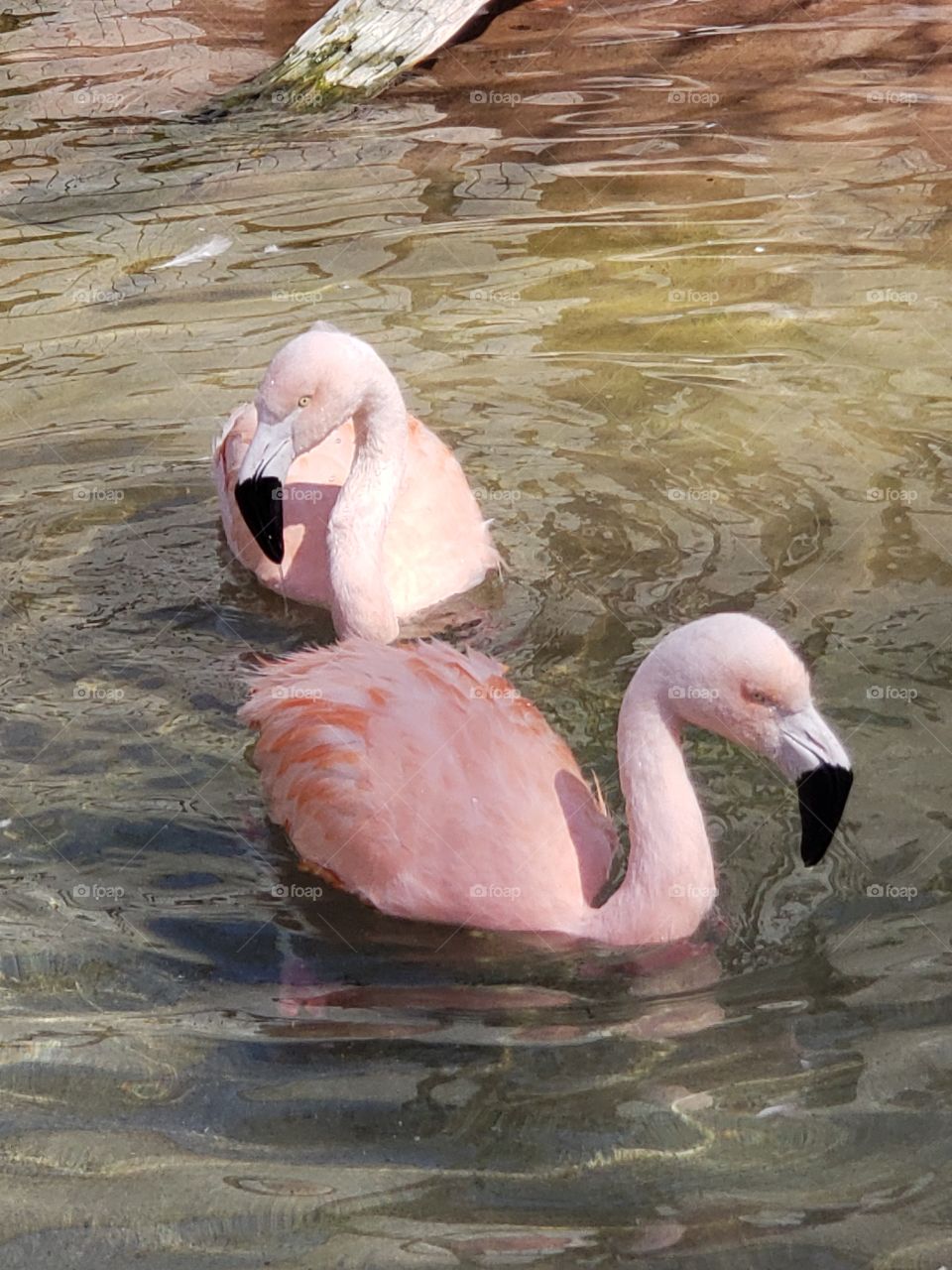 two pink flamingos swimming