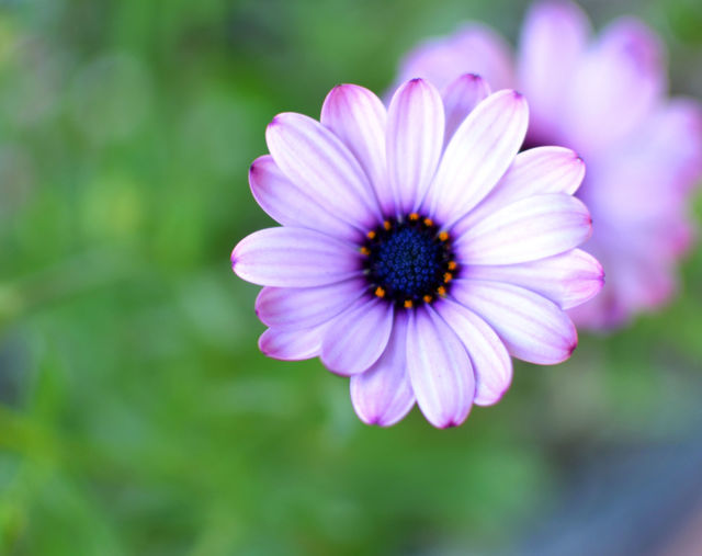 Purple flower . Purple flower 