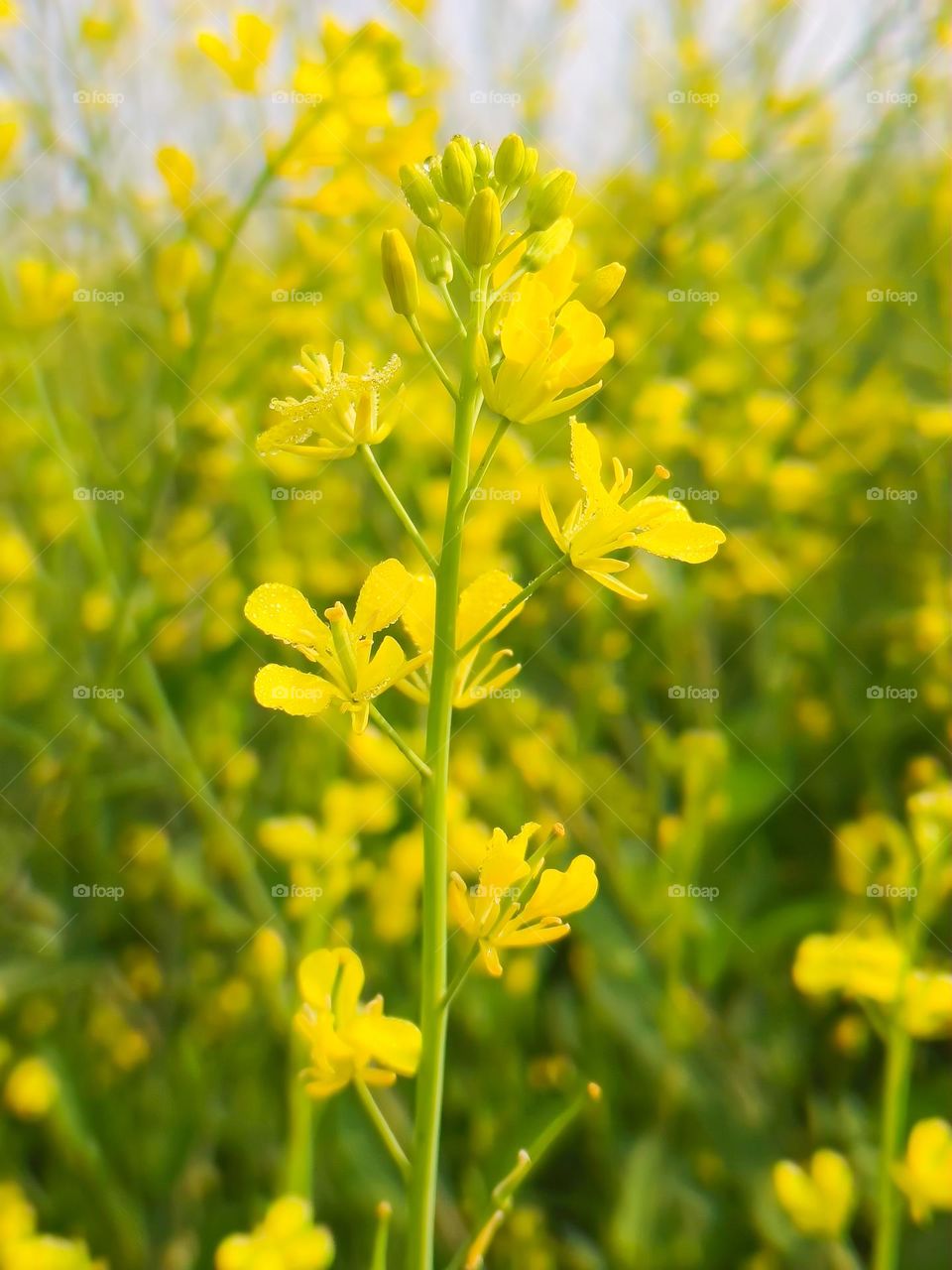 Mustard Flowers