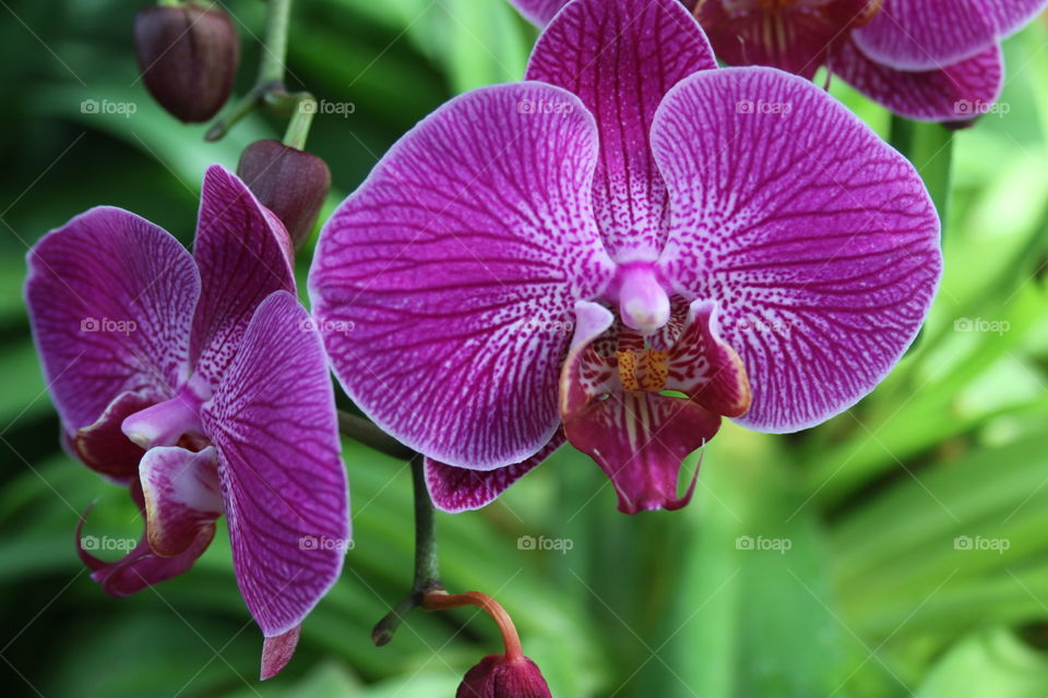 Purple orchid