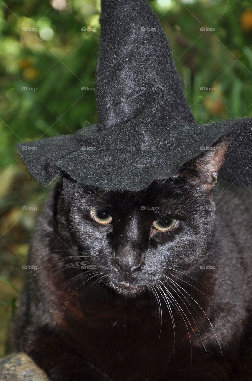 Black cat wearing witch hat