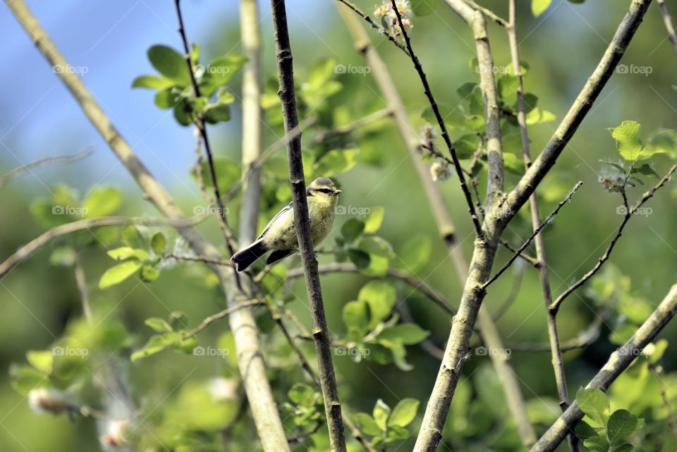 Fledgling Blue TiT