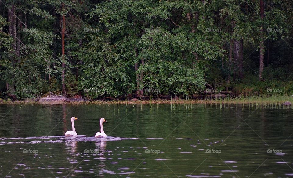 Swans pair. . This picture was taken in Finland. I was fishing on a lake when I saw this couple of swans. They were swimming in there making a scenery so peaceful.  