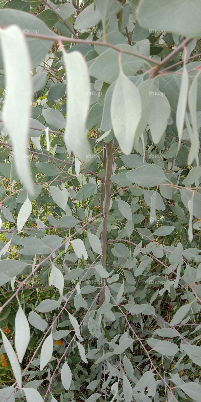 silver foliage