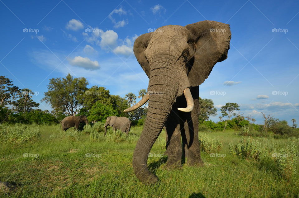 Big elephant
