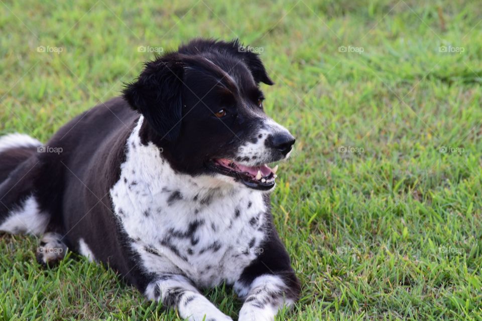 Susan. Dog on the grass