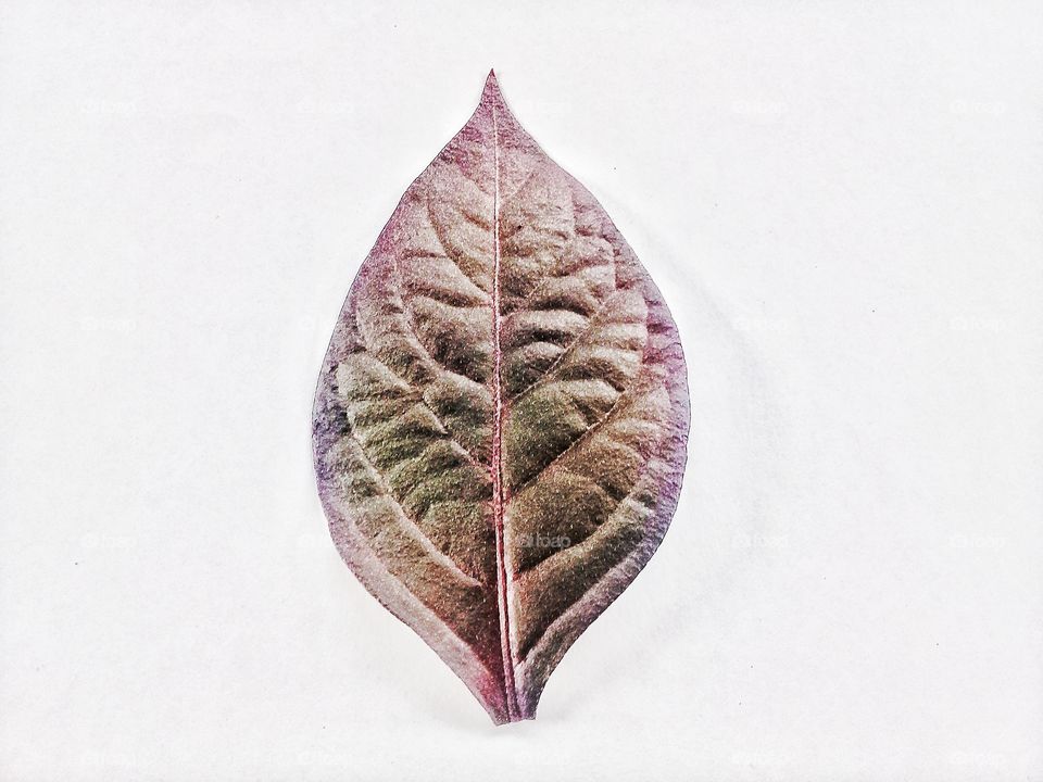 Leaf, Nature, No Person, Fall, Flora