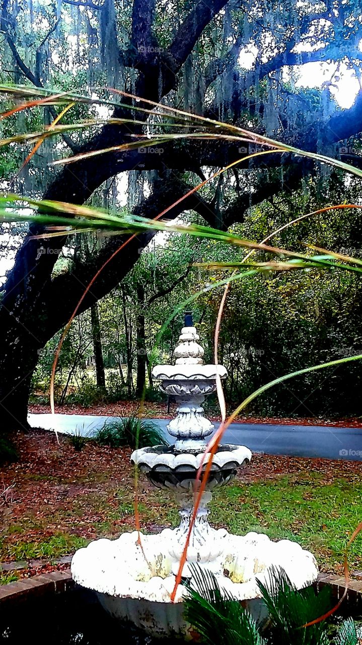 fountain foliage fall oak tree Spanish Moss autumn