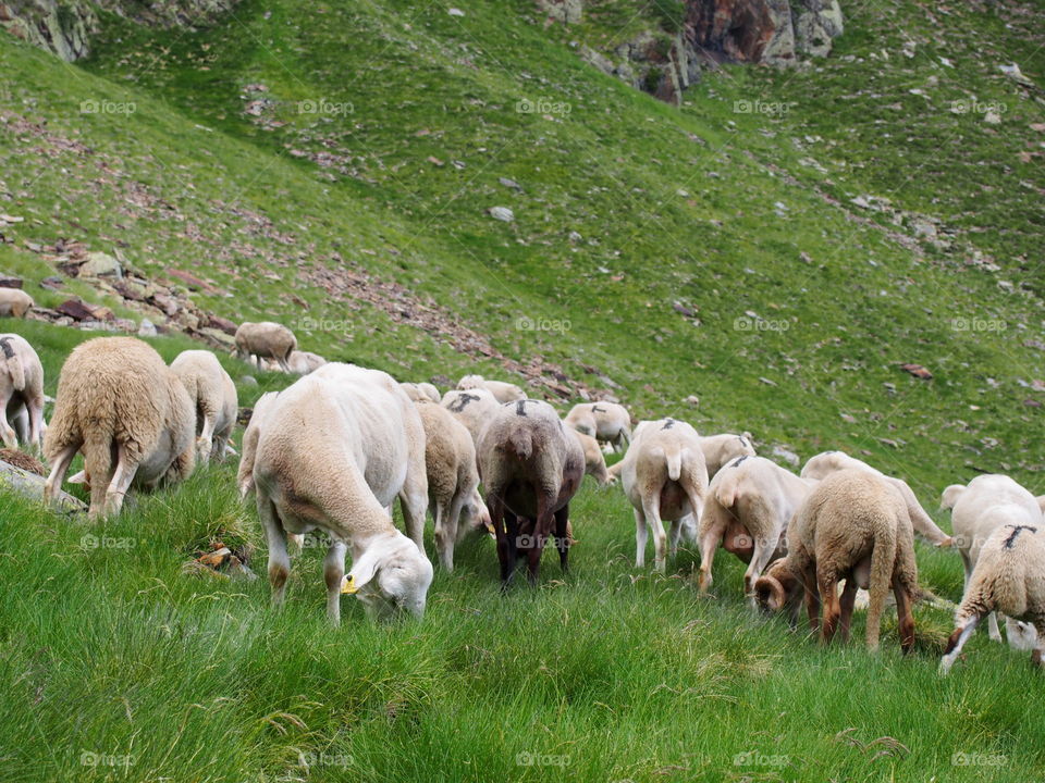 sheep in mountains catalonia tavascan