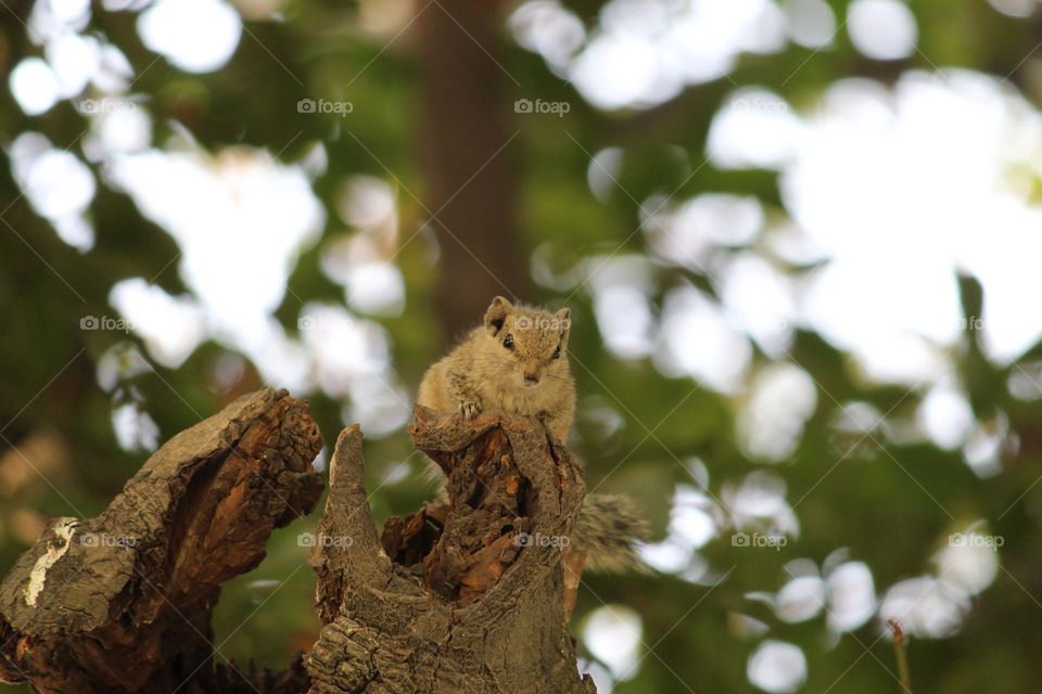 #squirrel #wayfair #wayfairpetsquad #petsquirrel #squirrels #squirrellove #squirrellife #squirrelsofig  #easterngreysquirrel #easterngraysquirrel #ilovesquirrels #petsofinstagram #thisgirlisasquirrel #weeklyfluff #jar #gold #holiday #squirrelpose #posing #india #redfort #mr_navy