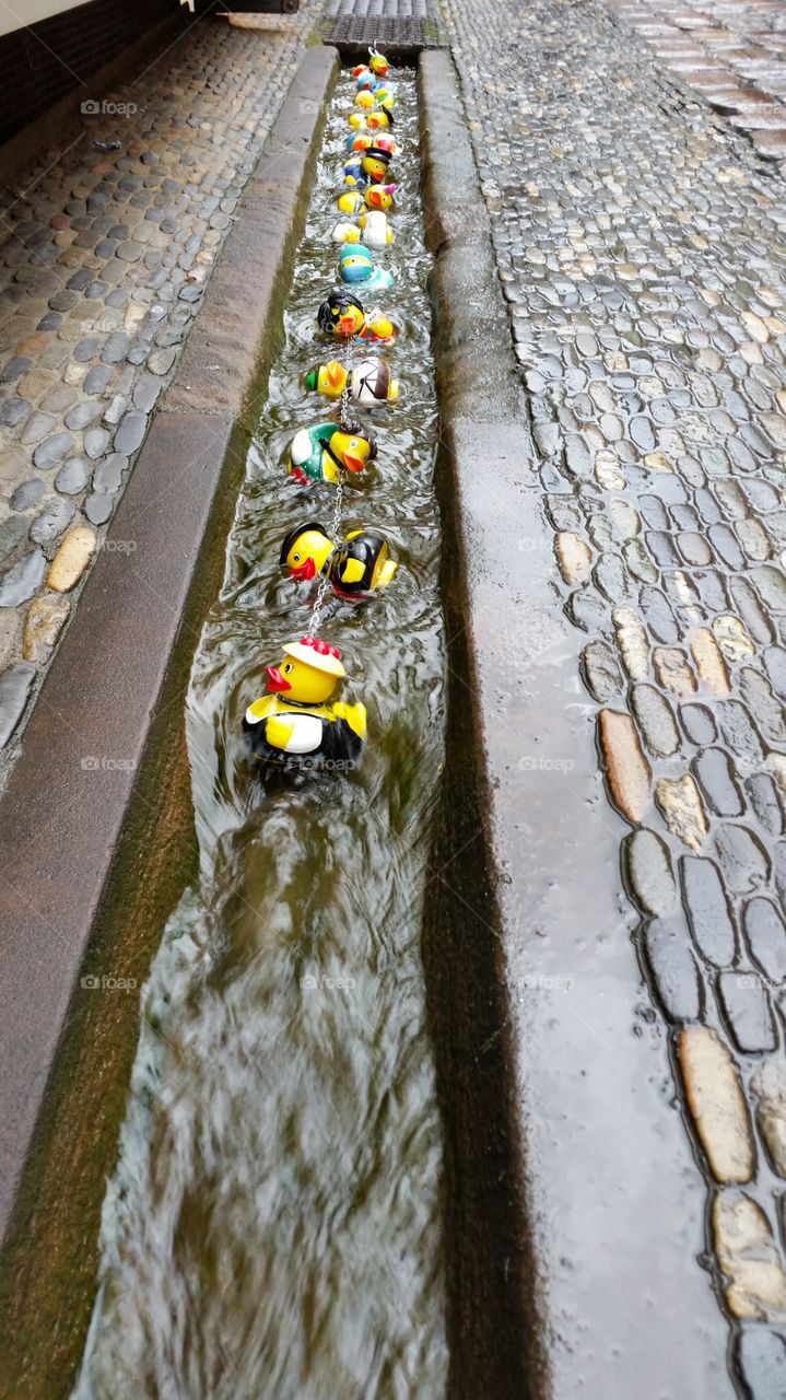ducks on the line. freiburg Germany 