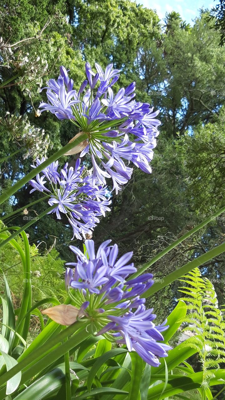 flowers in the park of Montserrate