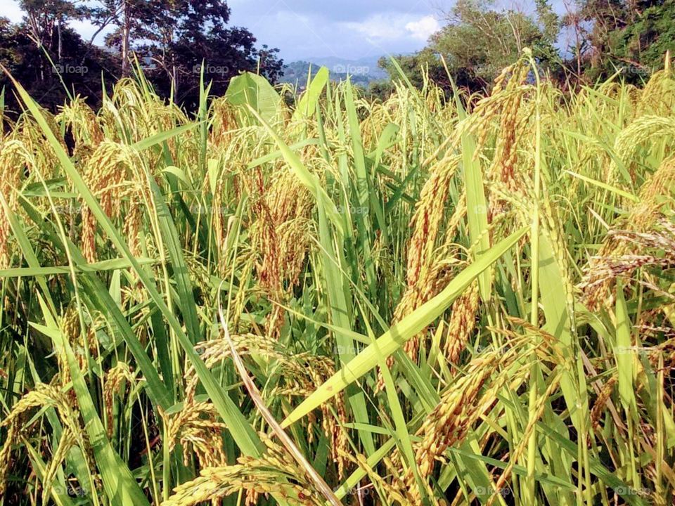 Ricefield