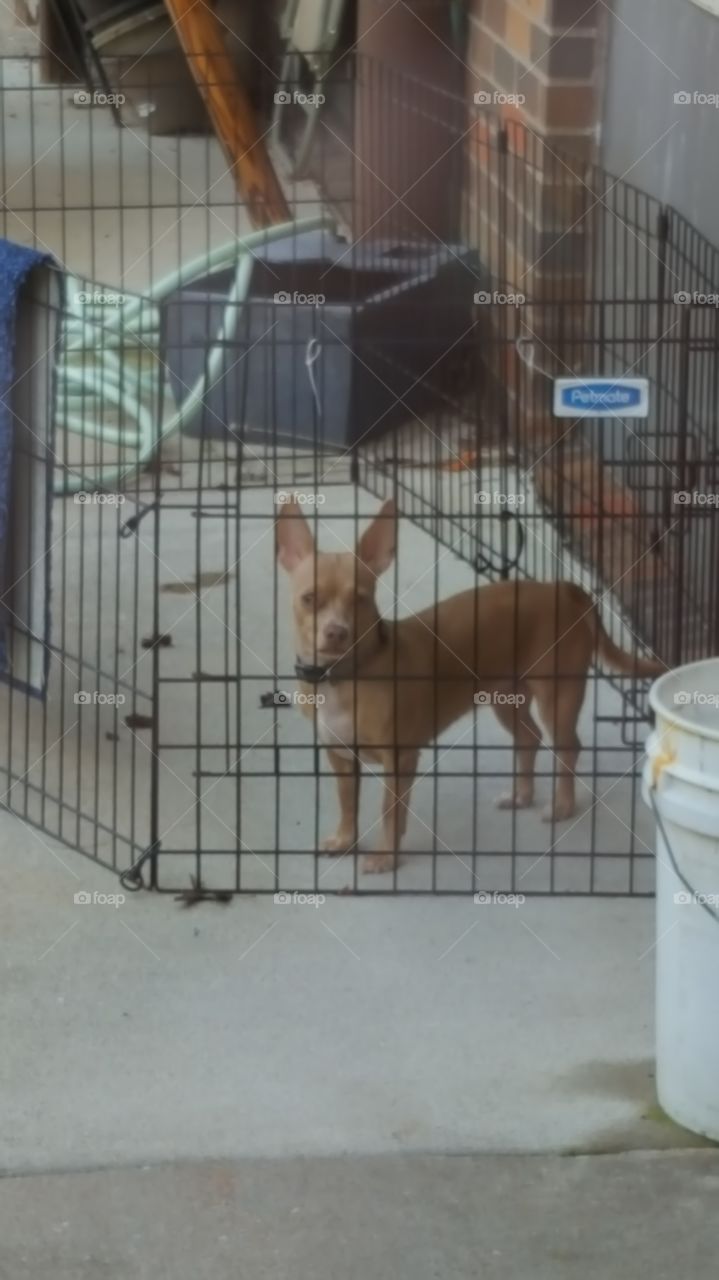 dog enjoying  being outdoors ready to bark at me