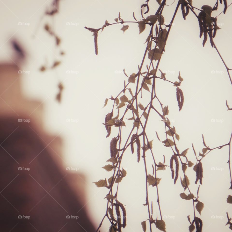 over hanging branches