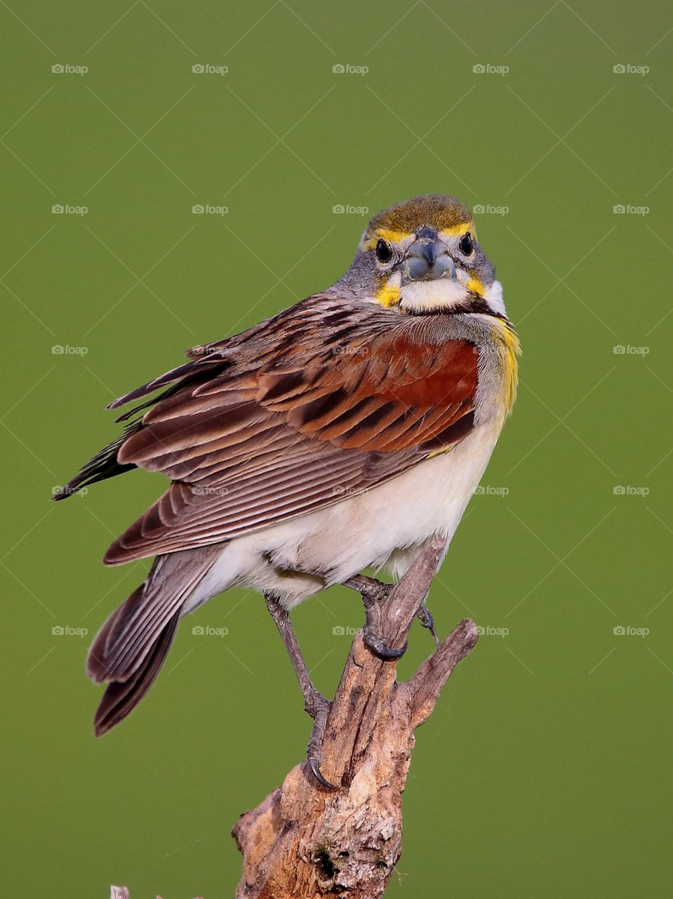 dickcissel bird