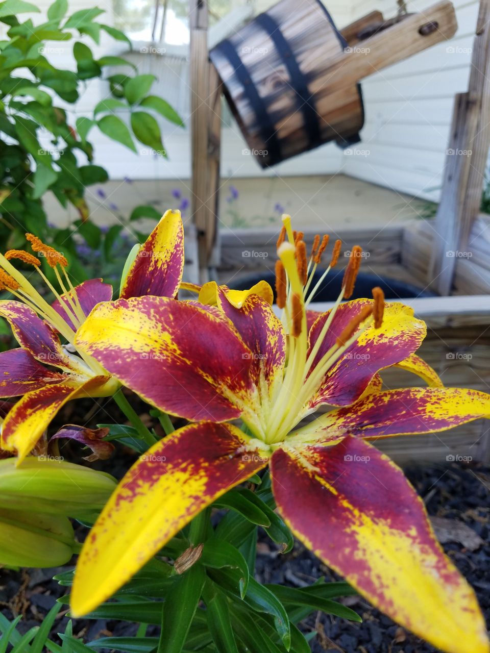 yellow and red tiger lillies