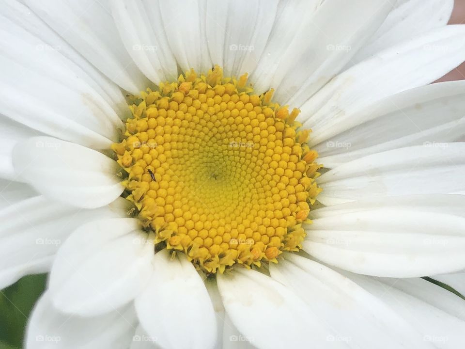 Shasta Daisy 