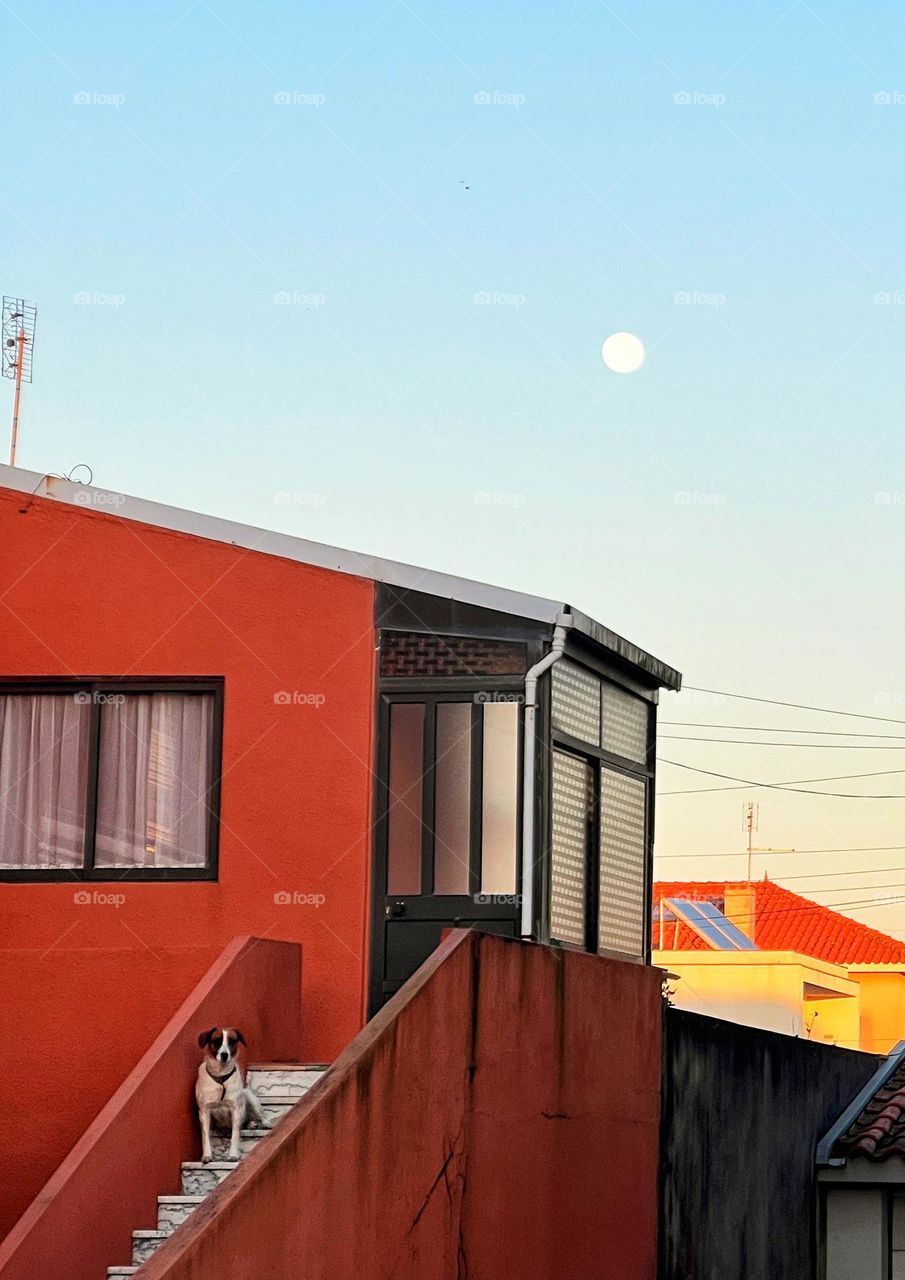 Dog sitting by the red building with moon background 