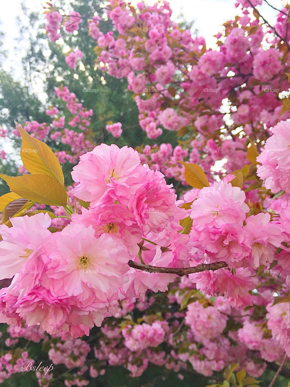Crabapple Blossom Time